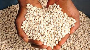 Beans - Iron or White